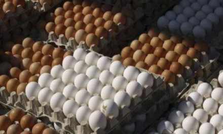 Giftige eieren – Hoe giftig?