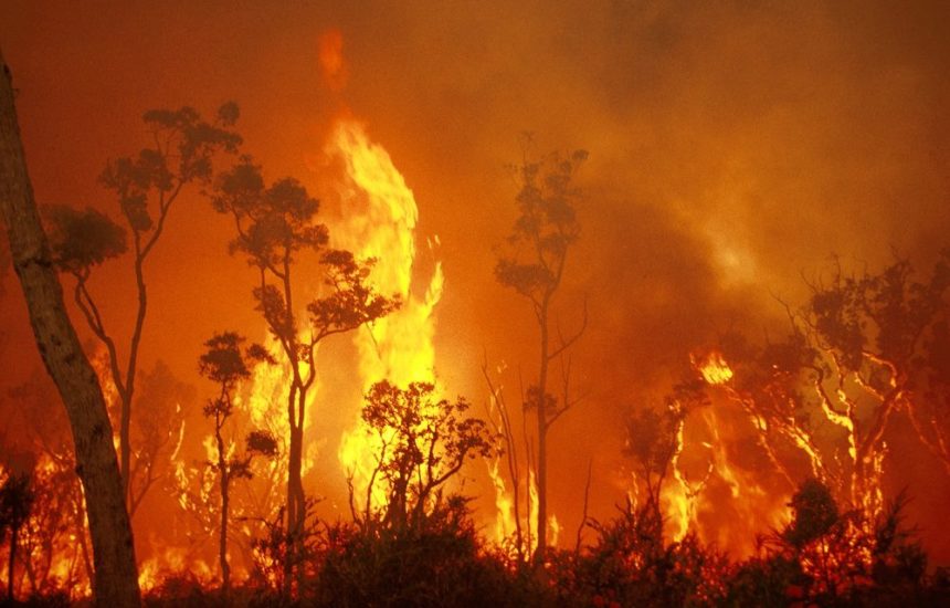 Branden in Australië zijn ramp voor klimaat