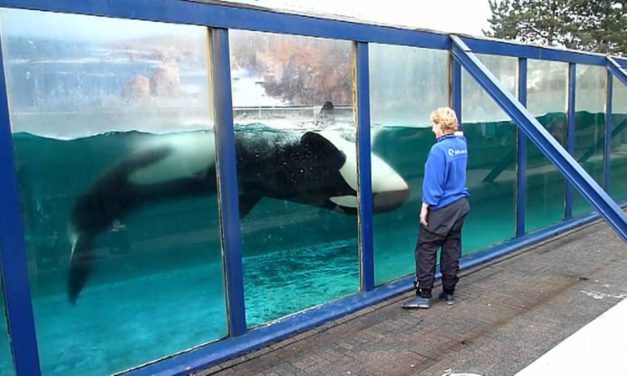 Nederlands kwalijke rol in handel zeezoogdieren