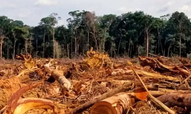 EU in het geweer tegen ontbossing