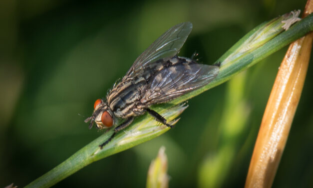 Insectenapocalyps in het Antropoceen, deel 1