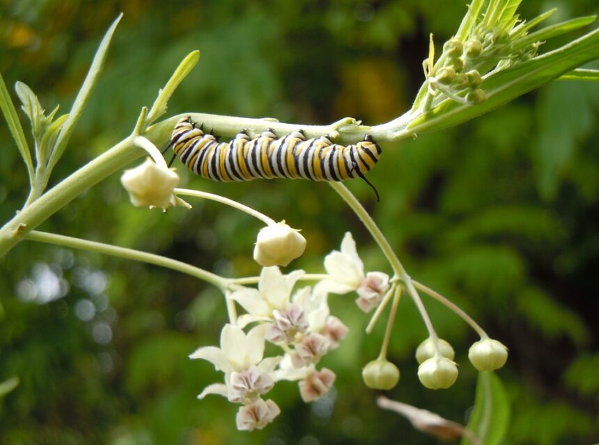 Insectenapocalyps in het Antropoceen, deel 4