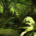 Karl Marx en ecologie